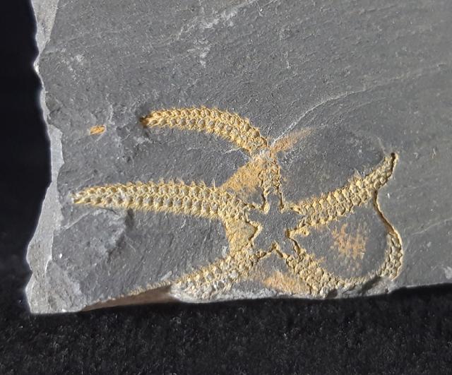Ophiura sp. LAMARCK 1801 - Bild © FossNet FossilienStore